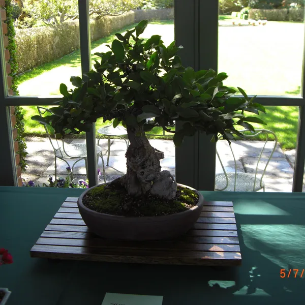 Sei Boku Bonsai Kai bonsai exhibit at Filoli, Mother's Day 2010