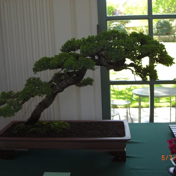 Sei Boku Bonsai Kai bonsai exhibit at Filoli, Mother's Day 2010