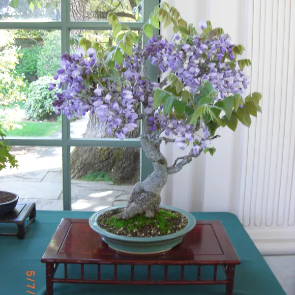 Sei Boku Bonsai Kai bonsai exhibit at Filoli, Mother's Day 2010