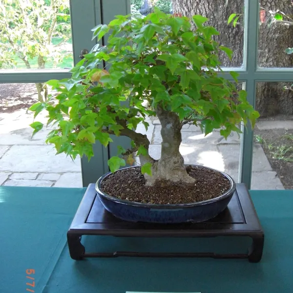 Sei Boku Bonsai Kai bonsai exhibit at Filoli, Mother's Day 2010