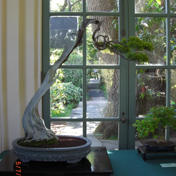 Sei Boku Bonsai Kai bonsai exhibit at Filoli, Mother's Day 2010