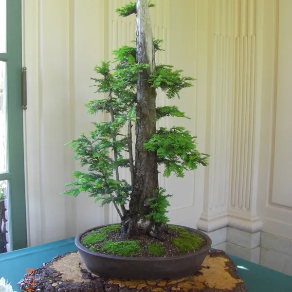 Sei Boku Bonsai Kai bonsai exhibit at Filoli, Mother's Day 2010