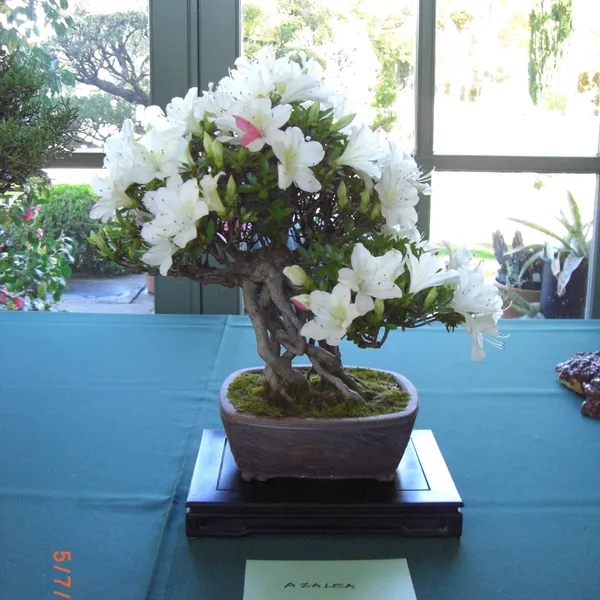 Sei Boku Bonsai Kai bonsai exhibit at Filoli, Mother's Day 2010