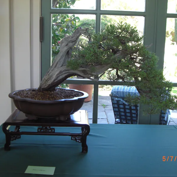 Sei Boku Bonsai Kai bonsai exhibit at Filoli, Mother's Day 2010