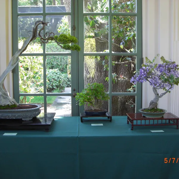 Sei Boku Bonsai Kai bonsai exhibit at Filoli, Mother's Day 2010