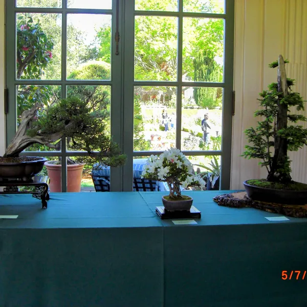 Sei Boku Bonsai Kai bonsai exhibit at Filoli, Mother's Day 2010