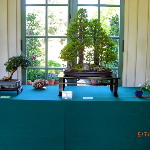 Sei Boku Bonsai Kai bonsai exhibit at Filoli, Mother's Day 2010