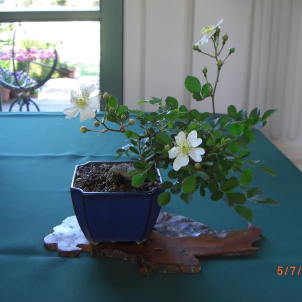Sei Boku Bonsai Kai bonsai exhibit at Filoli, Mother's Day 2010