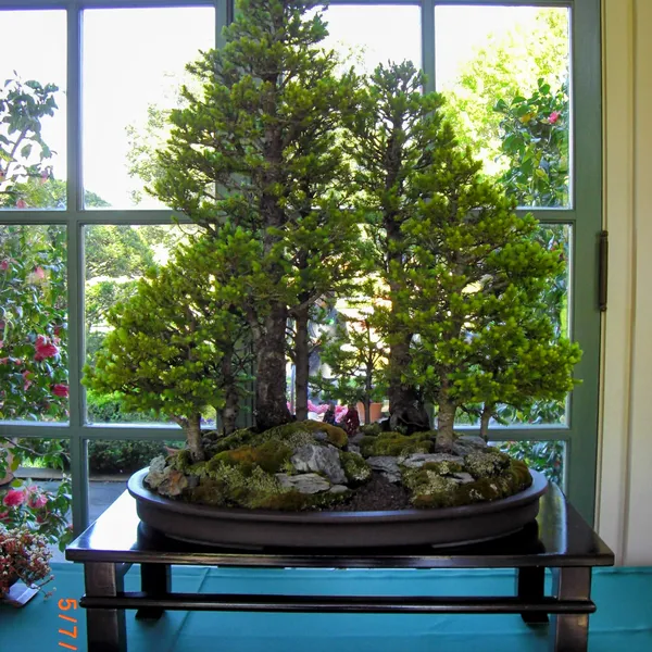 Sei Boku Bonsai Kai bonsai exhibit at Filoli, Mother's Day 2010