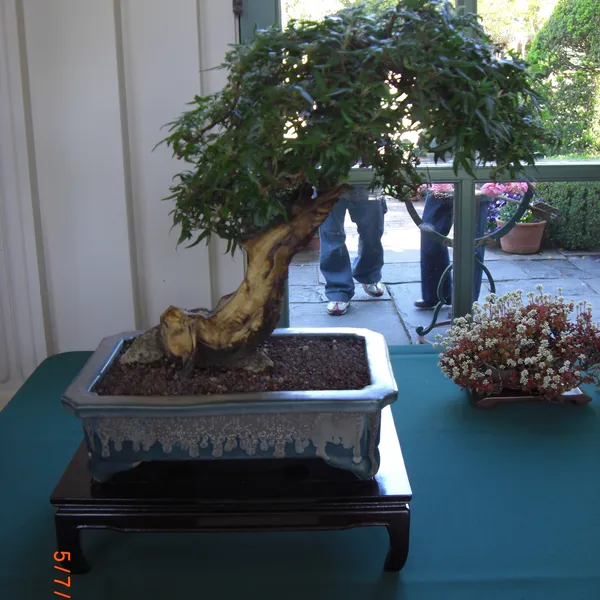Sei Boku Bonsai Kai bonsai exhibit at Filoli, Mother's Day 2010