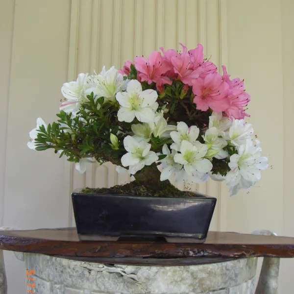 Sei Boku Bonsai Kai bonsai exhibit at Filoli, Mother's Day 2010