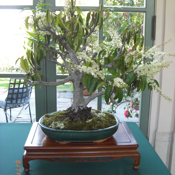 Sei Boku Bonsai Kai bonsai exhibit at Filoli, Mother's Day 2010