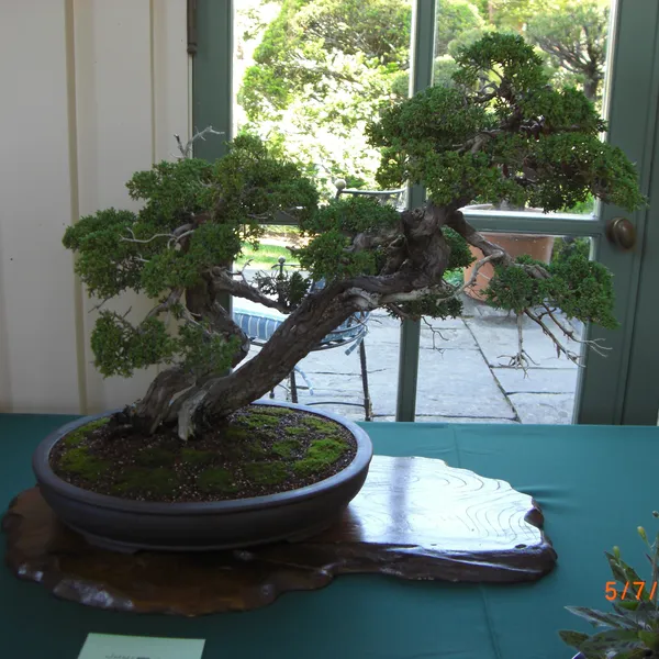 Sei Boku Bonsai Kai bonsai exhibit at Filoli, Mother's Day 2010