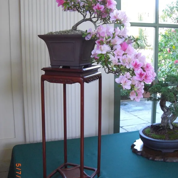 Sei Boku Bonsai Kai bonsai exhibit at Filoli, Mother's Day 2010