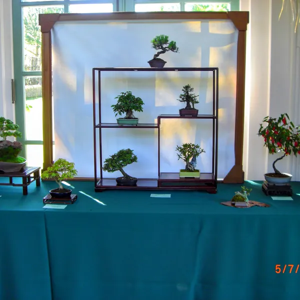 Sei Boku Bonsai Kai bonsai exhibit at Filoli, Mother's Day 2010