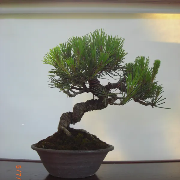 Sei Boku Bonsai Kai bonsai exhibit at Filoli, Mother's Day 2010