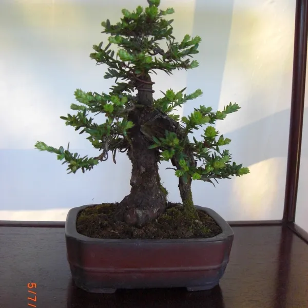 Sei Boku Bonsai Kai bonsai exhibit at Filoli, Mother's Day 2010