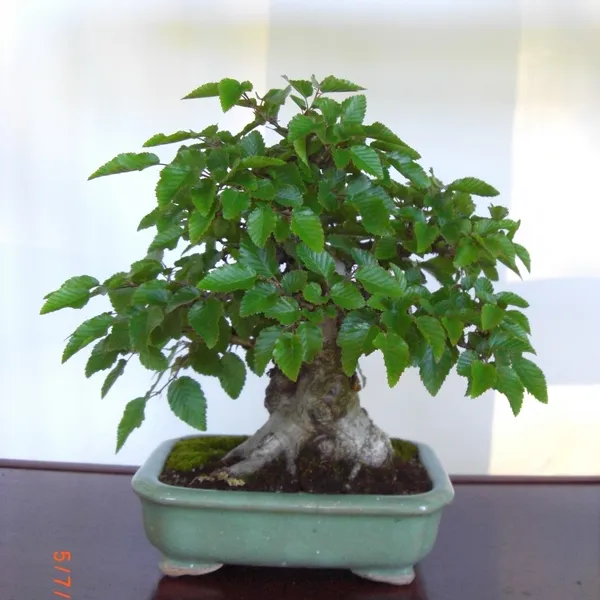 Sei Boku Bonsai Kai bonsai exhibit at Filoli, Mother's Day 2010