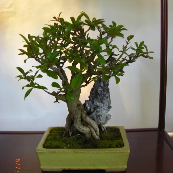 Sei Boku Bonsai Kai bonsai exhibit at Filoli, Mother's Day 2010