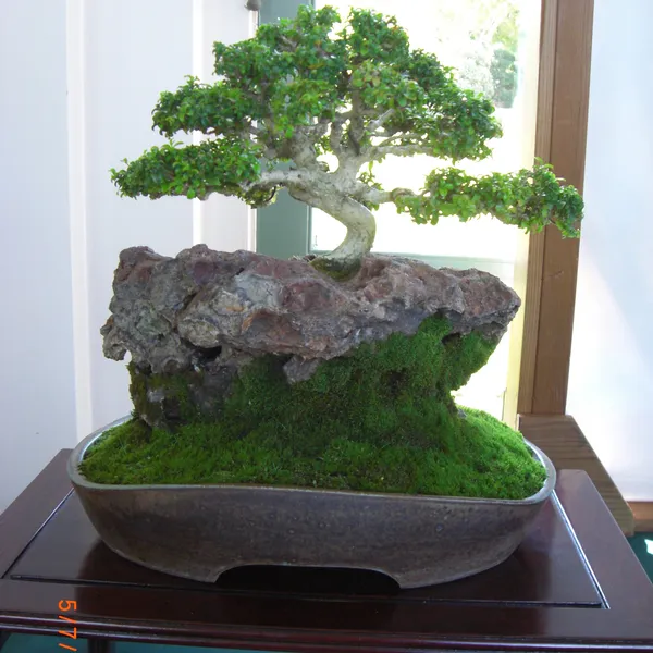 Sei Boku Bonsai Kai bonsai exhibit at Filoli, Mother's Day 2010