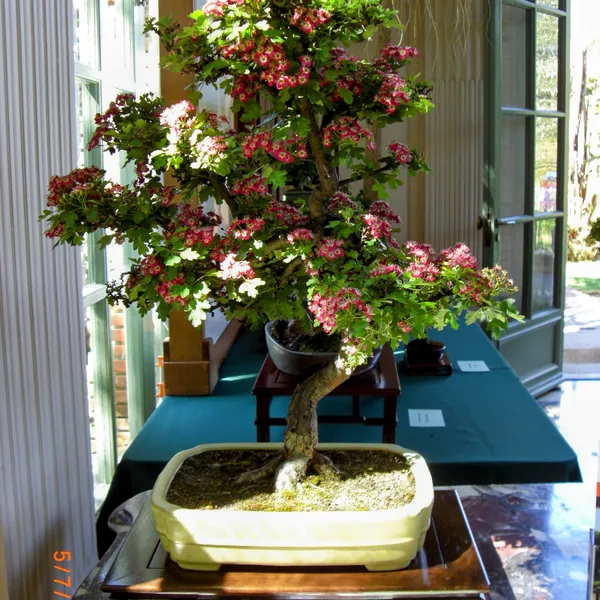 Sei Boku Bonsai Kai bonsai exhibit at Filoli, Mother's Day 2010