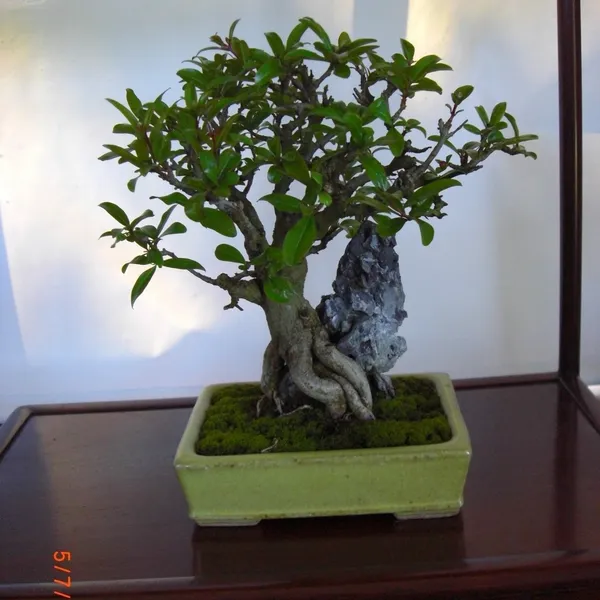 Sei Boku Bonsai Kai bonsai exhibit at Filoli, Mother's Day 2010