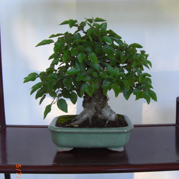 Sei Boku Bonsai Kai bonsai exhibit at Filoli, Mother's Day 2010