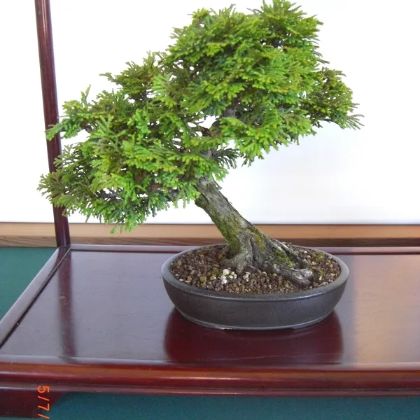 Sei Boku Bonsai Kai bonsai exhibit at Filoli, Mother's Day 2010