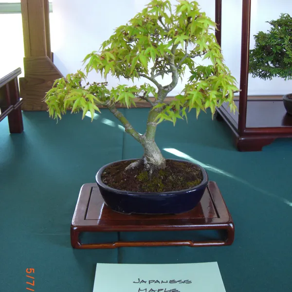 Sei Boku Bonsai Kai bonsai exhibit at Filoli, Mother's Day 2010