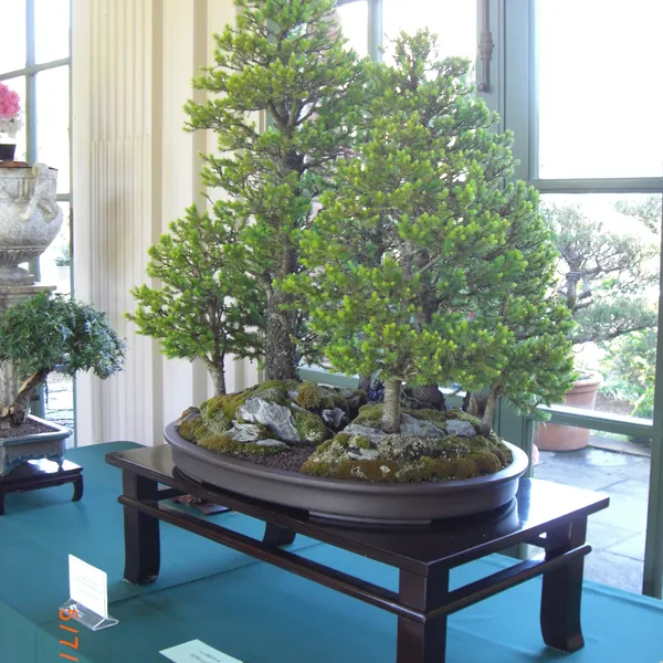 Sei Boku Bonsai Kai bonsai exhibit at Filoli, Mother's Day 2010