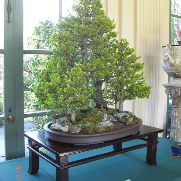 Sei Boku Bonsai Kai bonsai exhibit at Filoli, Mother's Day 2010