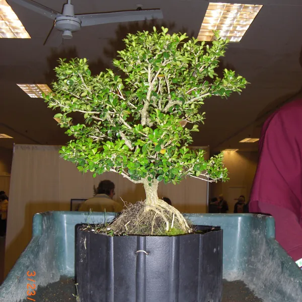 Bonsai Society of San Francisco at the 2011 Flower and Garden Show, San Mateo Event Center