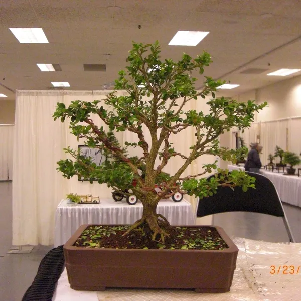 Bonsai Society of San Francisco at the 2011 Flower and Garden Show, San Mateo Event Center