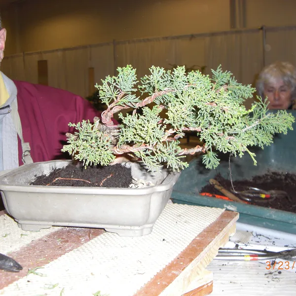 Bonsai Society of San Francisco at the 2011 Flower and Garden Show, San Mateo Event Center