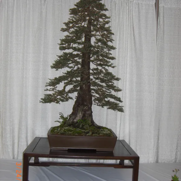 Bonsai Society of San Francisco at the 2011 Flower and Garden Show, San Mateo Event Center
