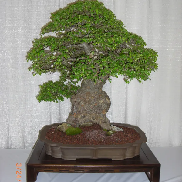 Bonsai Society of San Francisco at the 2011 Flower and Garden Show, San Mateo Event Center
