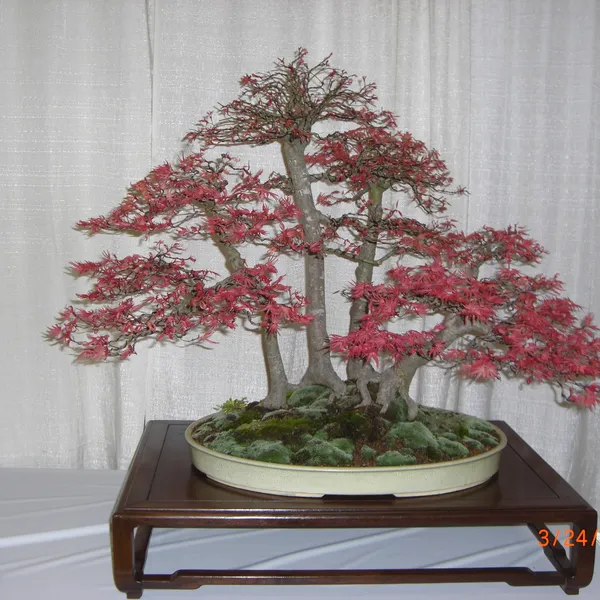Bonsai Society of San Francisco at the 2011 Flower and Garden Show, San Mateo Event Center
