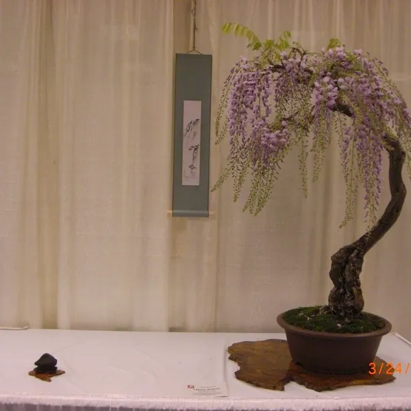 Bonsai Society of San Francisco at the 2011 Flower and Garden Show, San Mateo Event Center