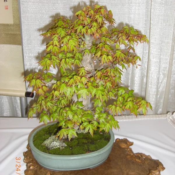 Bonsai Society of San Francisco at the 2011 Flower and Garden Show, San Mateo Event Center