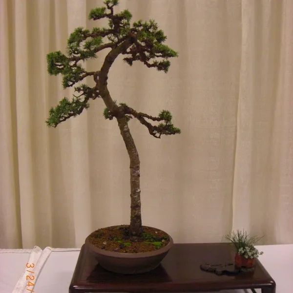 Bonsai Society of San Francisco at the 2011 Flower and Garden Show, San Mateo Event Center