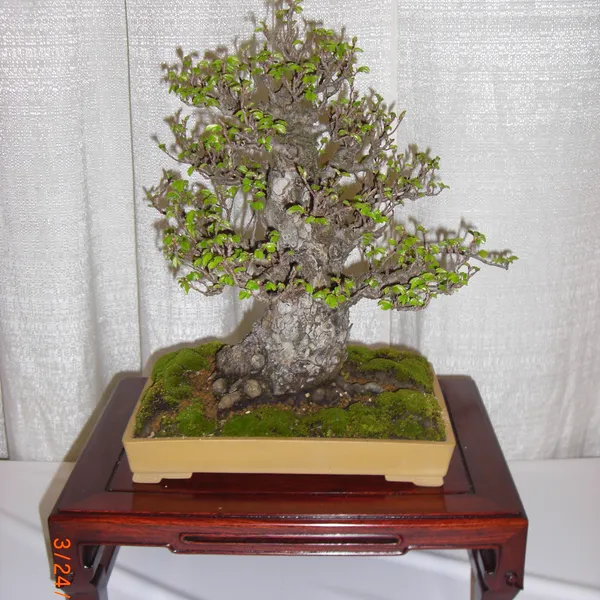 Bonsai Society of San Francisco at the 2011 Flower and Garden Show, San Mateo Event Center