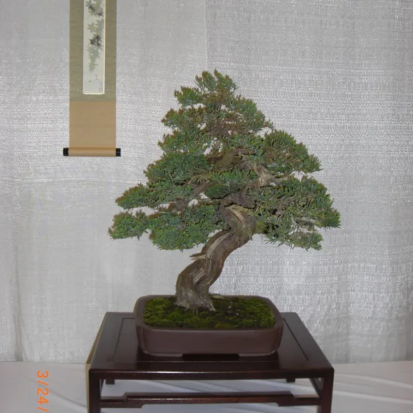 Bonsai Society of San Francisco at the 2011 Flower and Garden Show, San Mateo Event Center