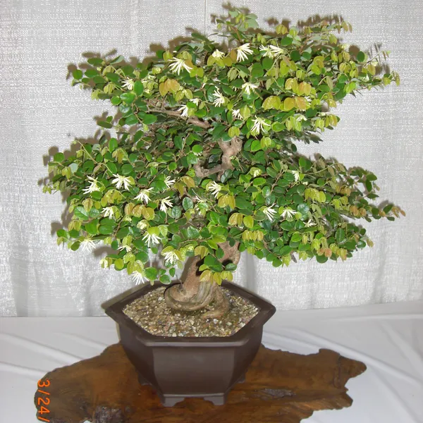 Bonsai Society of San Francisco at the 2011 Flower and Garden Show, San Mateo Event Center