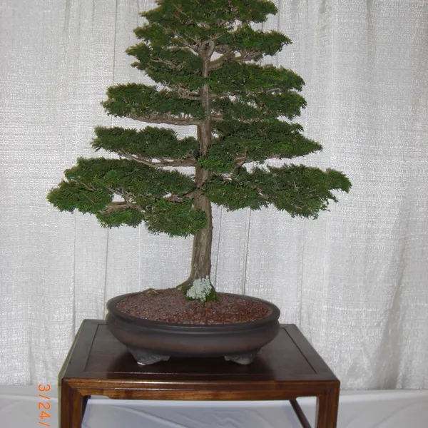 Bonsai Society of San Francisco at the 2011 Flower and Garden Show, San Mateo Event Center