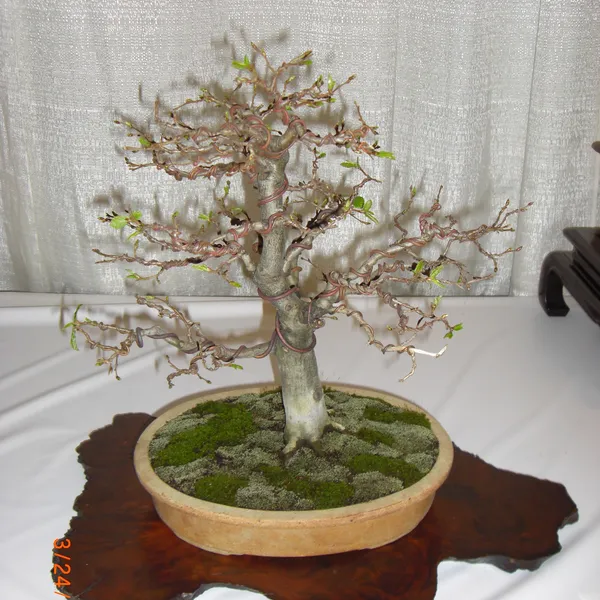 Bonsai Society of San Francisco at the 2011 Flower and Garden Show, San Mateo Event Center