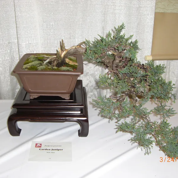 Bonsai Society of San Francisco at the 2011 Flower and Garden Show, San Mateo Event Center