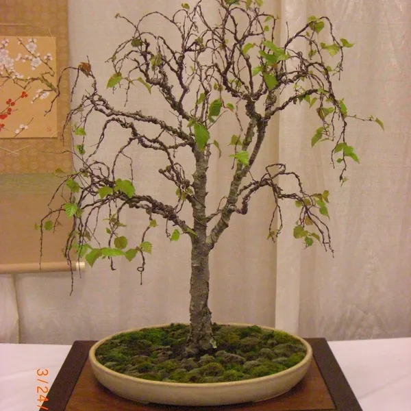 Bonsai Society of San Francisco at the 2011 Flower and Garden Show, San Mateo Event Center