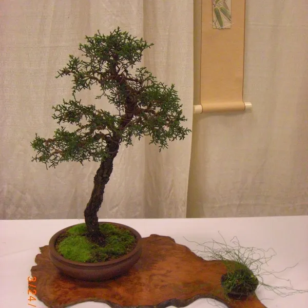 Bonsai Society of San Francisco at the 2011 Flower and Garden Show, San Mateo Event Center