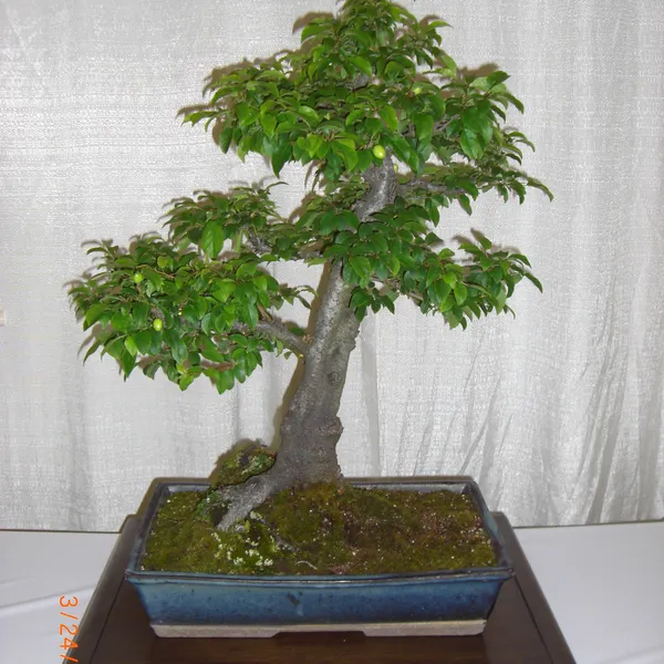 Bonsai Society of San Francisco at the 2011 Flower and Garden Show, San Mateo Event Center