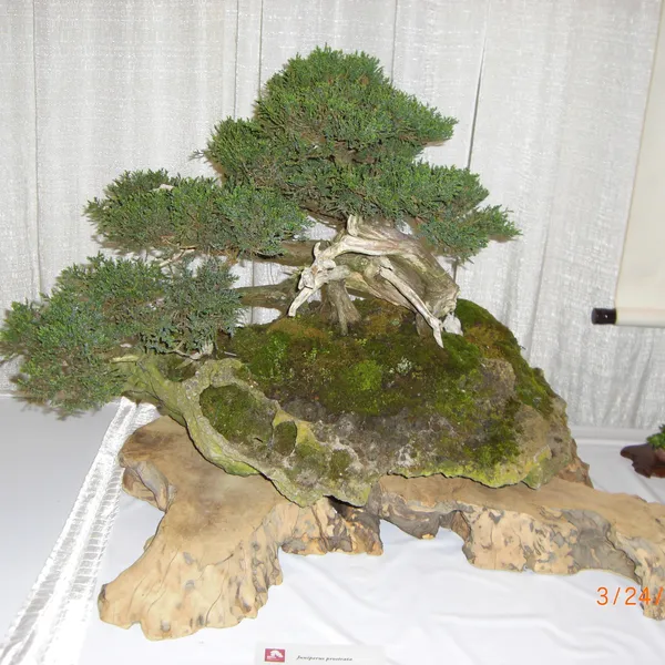Bonsai Society of San Francisco at the 2011 Flower and Garden Show, San Mateo Event Center